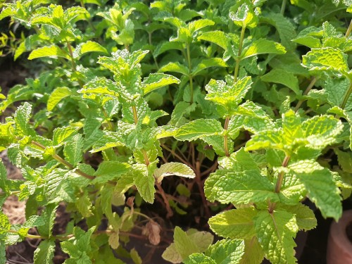 How to Dry Mint Leaves
