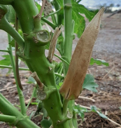 Saving and Storing Okra Seeds