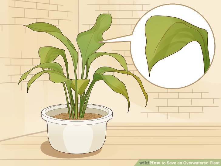 How to Save an Overwatered Plant