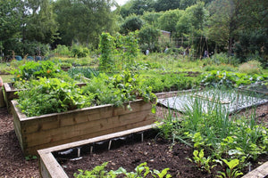 How To Grow Victory Gardens