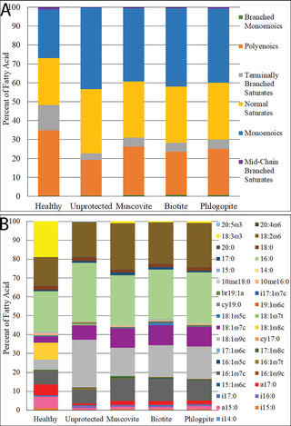 Phyllosilicates as protective habitats of filamentous cyanobacteria Leptolyngbya against ultraviolet radiation