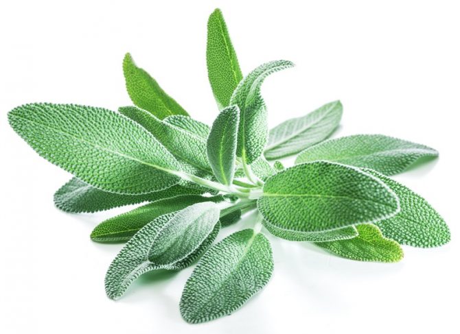 A Guide to Sage, Our Favorite Fall Herb