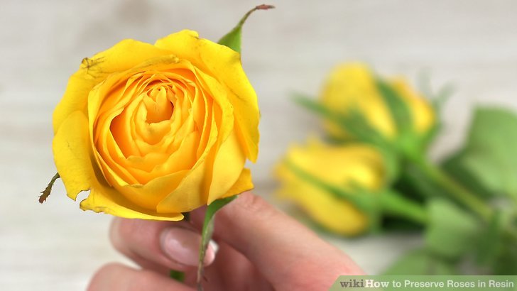 How to Preserve Roses in Resin