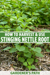 One of my all-time favorite herbs, stinging nettle has been grown and foraged for food, and used in textiles and medicine, for thousands of years across many parts of the world.