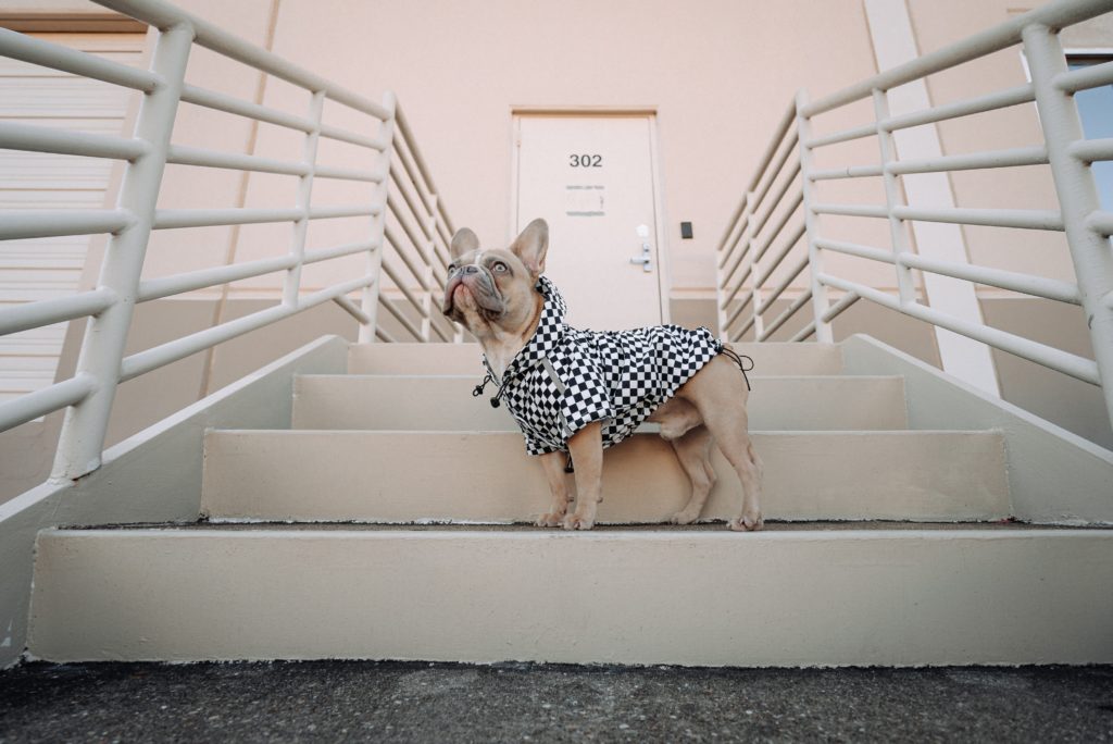 Top 5 Dog Walking Essentials For a Rainy Day